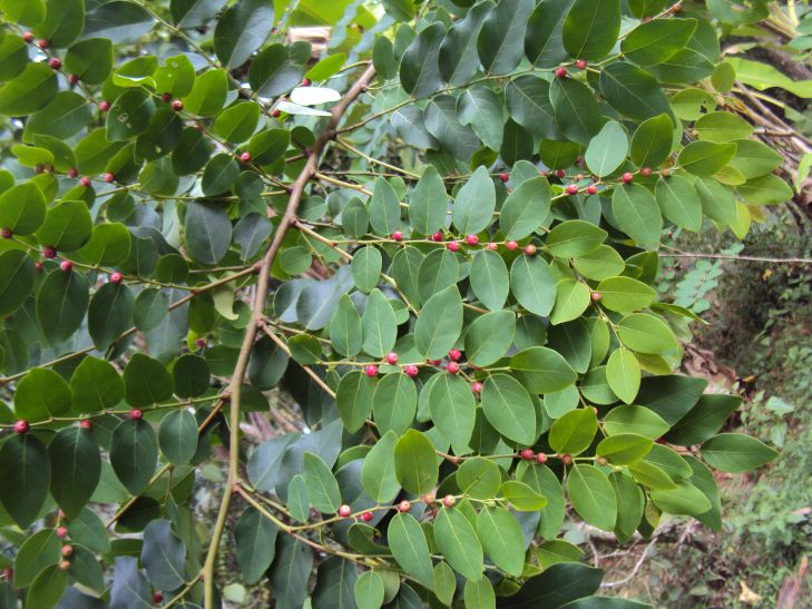 Cây Cù đề. Breynia vitis-idaea - Cây Thuốc Nam Quanh Ta